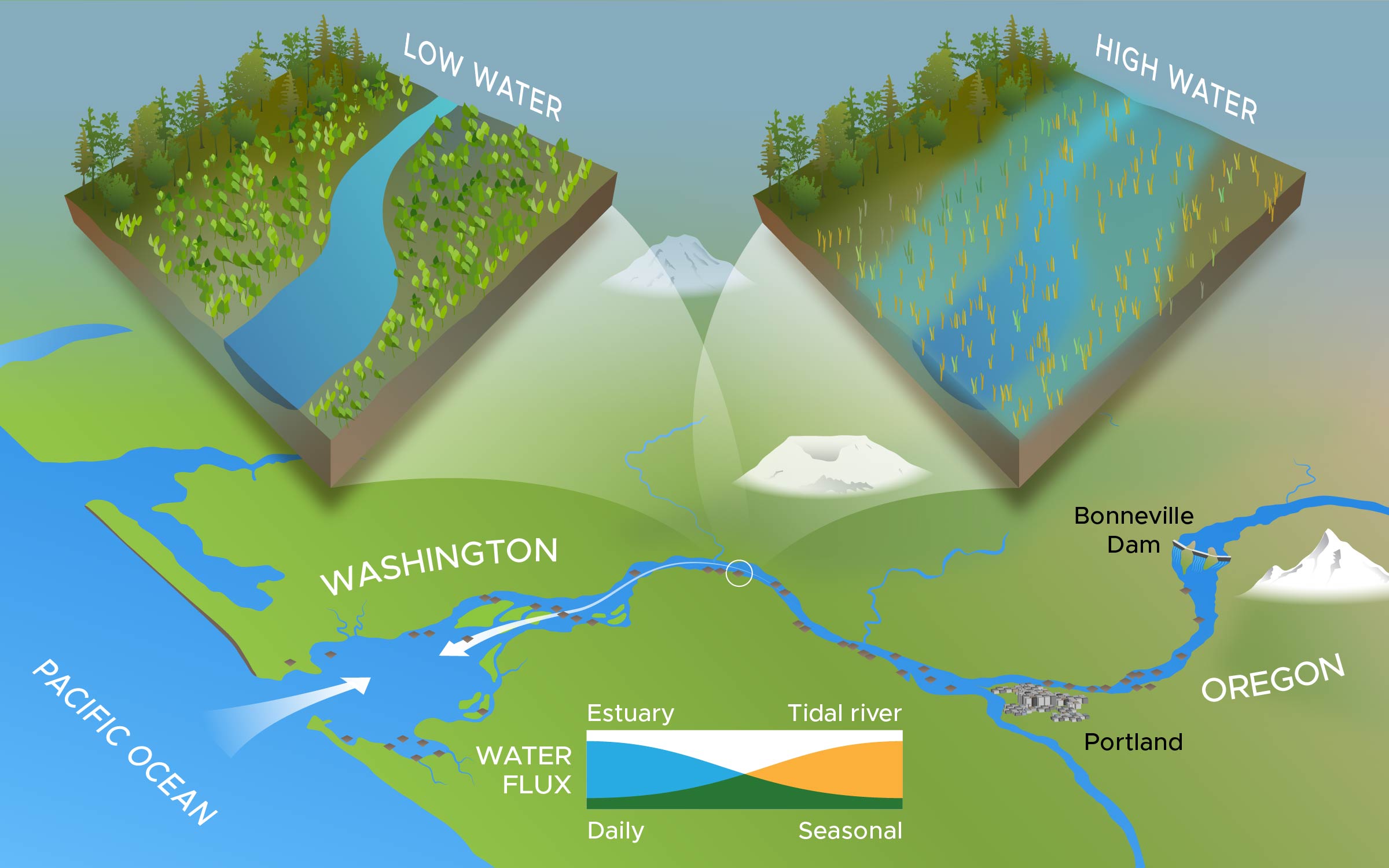 Illustration of Columbia River floodplain study area to examine how hydrology cycles affect estuary and tidal ecosystems.