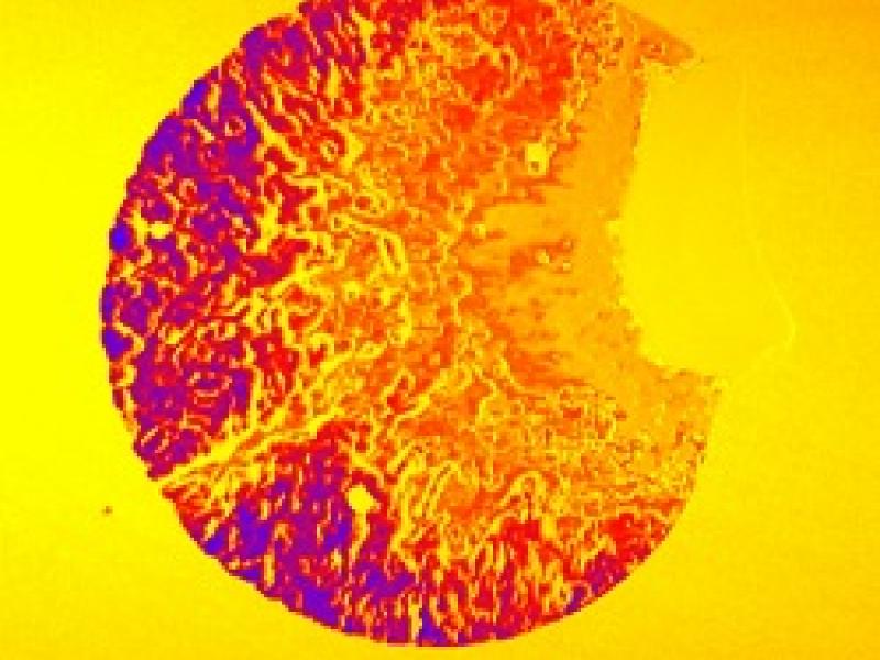 The new PNNL-developed technique - available for licensing - uses white light interferometry to create a 3-dimensional map of a biofilm. The nanometer-scale vertical resolution helps researchers study the biofilm's surface features in detail.
