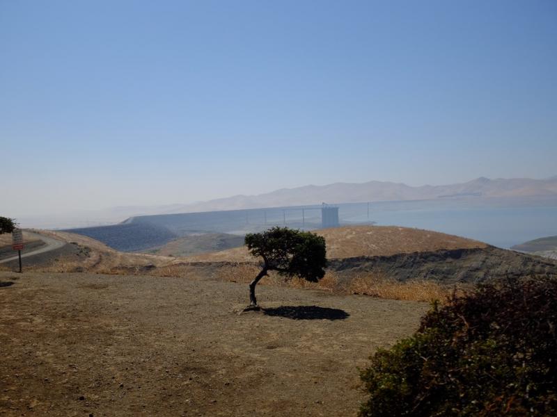Photograph of a single tree upon a dry landscape.